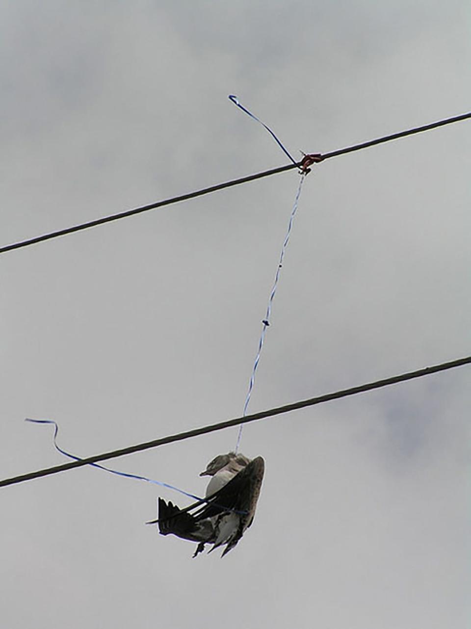Bird strangled by balloon string connected to powerline