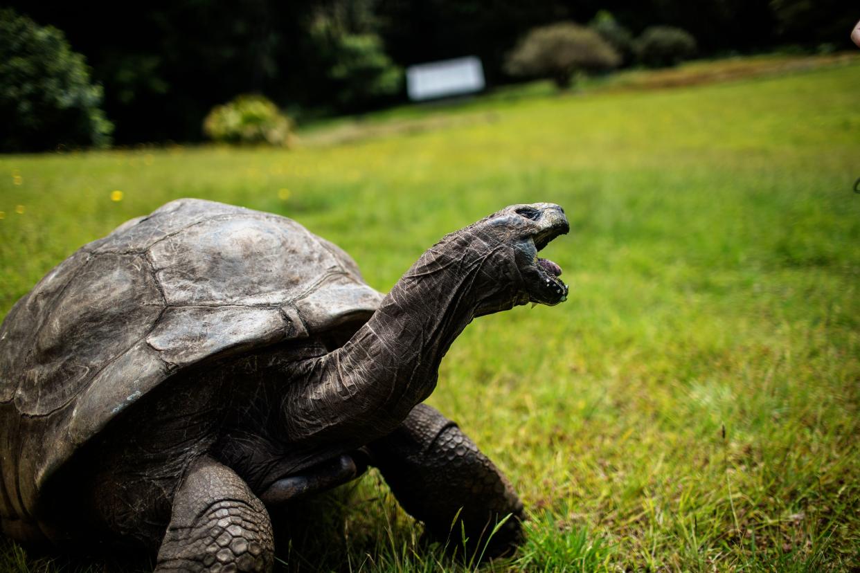 Jonathan, a Seychelles giant tortoise, believed to be the oldest reptile living on earth with and alleged age of 185 years, crawls through the lawn of the Plantation House, the United Kingdom Governor official residence on October 20, 2017 in Saint Helena, a British Overseas Territory in the South Atlantic Ocean. / AFP PHOTO / GIANLUIGI GUERCIA        (Photo credit should read GIANLUIGI GUERCIA/AFP via Getty Images)