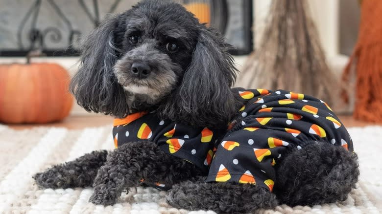 dog in candy corn pajamas