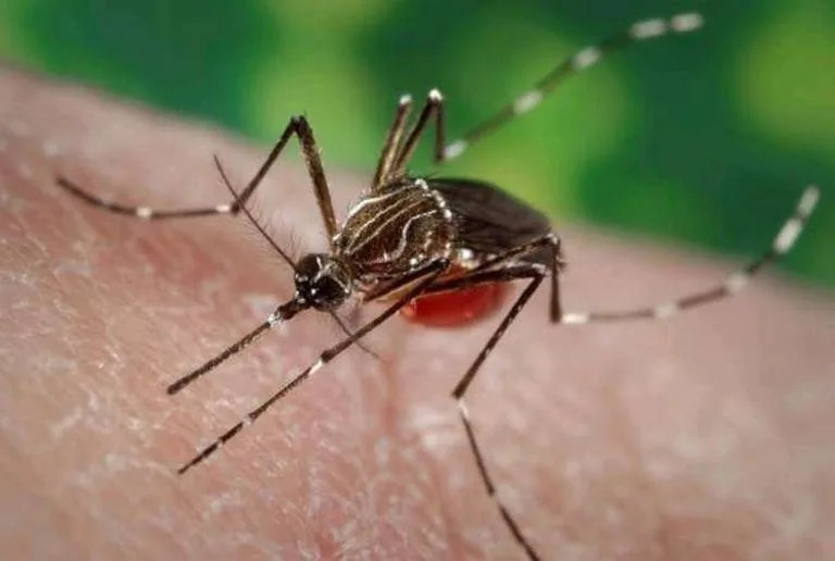 A specimen of the Aedes aegypti mosquito