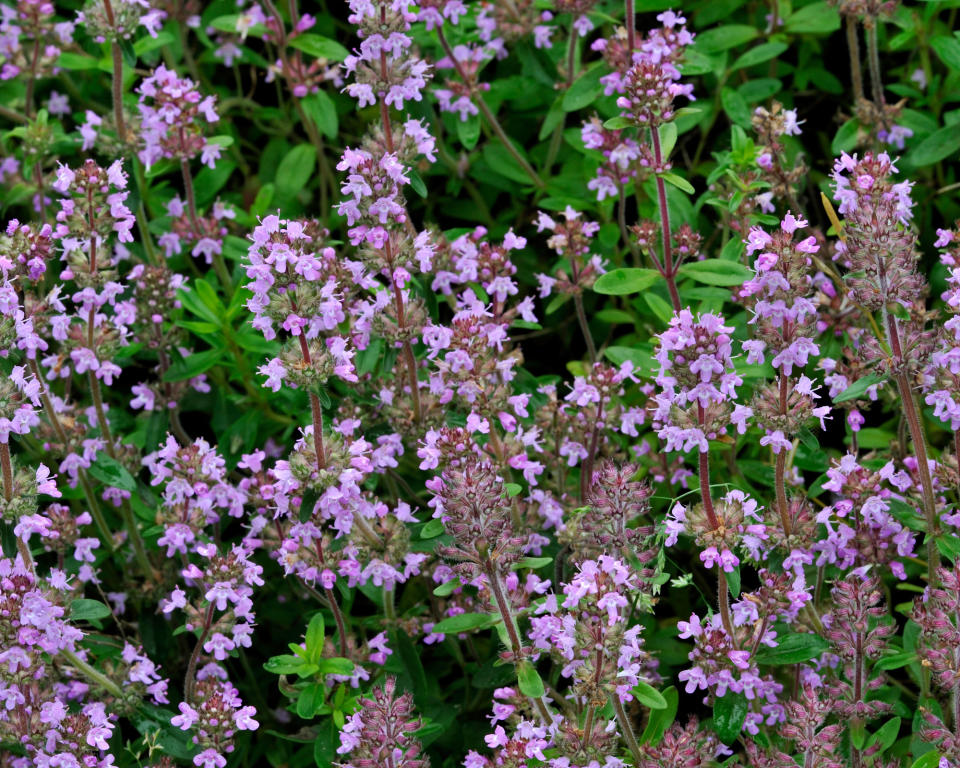 9. Thymus serpyllum