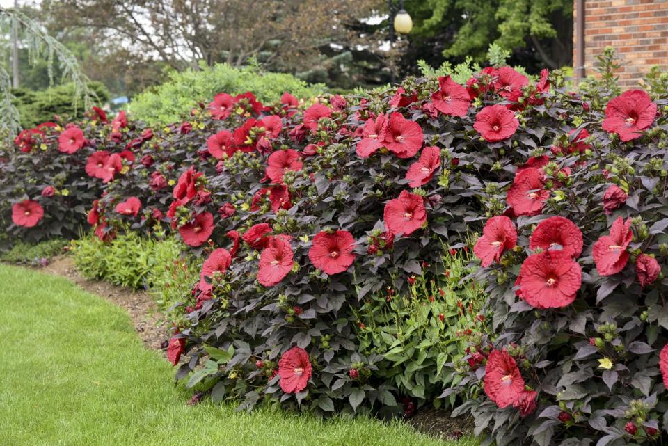 The Summerific Holy Grail is a hardy hibiscus that blooms constantly, making it more able to stand up to deer browsing.