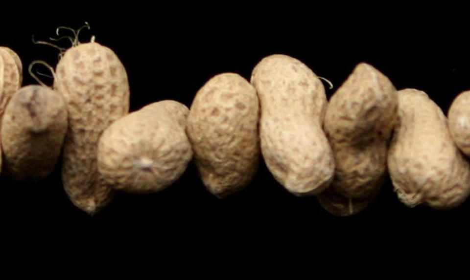 <p>Researchers found children not normally able to tolerate exposure to a tenth of a single peanut eventually coped with two whole peanuts.</p>