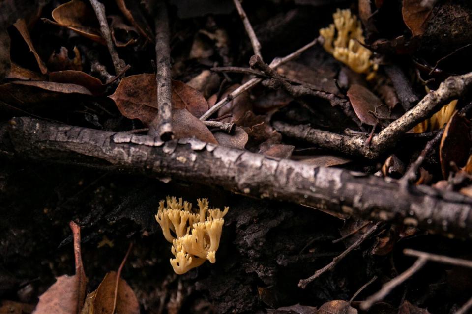 Yellow mushrooms growing on a fallen tree branch in Canyon View Park.