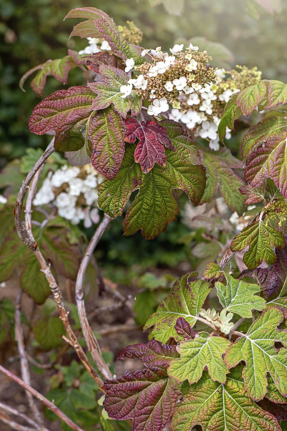 Oakleaf Hydrangea