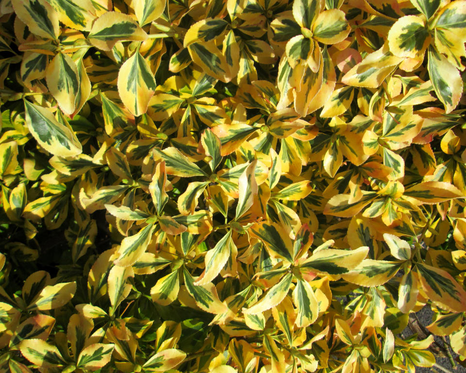 8. Euonymus