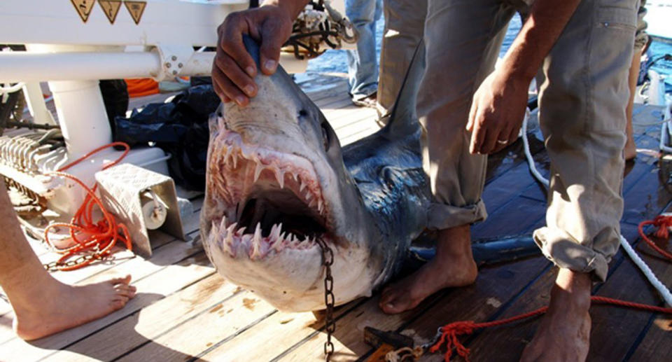 A shark believed by the Egyptian Ministry of Environment to be behind an attack on tourists in the Red Sea resort of Sharm el-Sheikh in 2010.