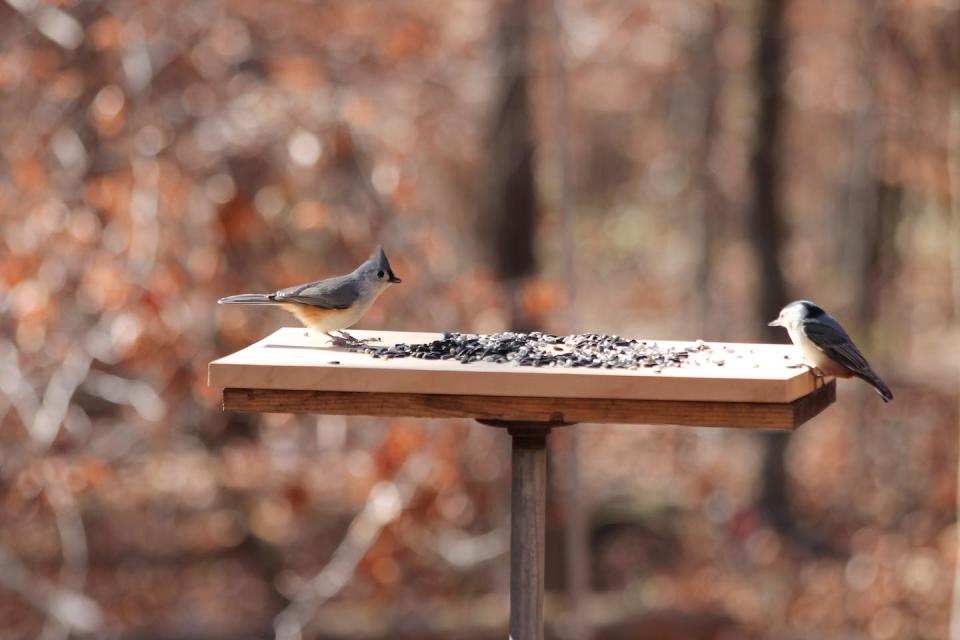 Tufted titmouse, left, and white-breasted nuthatch eat from our platform feeder. Todd M. Freeberg, <a href="http://creativecommons.org/licenses/by-nd/4.0/" rel="nofollow noopener" target="_blank" data-ylk="slk:CC BY-ND;elm:context_link;itc:0;sec:content-canvas" class="link ">CC BY-ND</a>