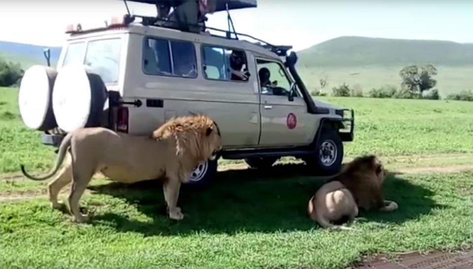 A group of tourists have been condemned for patting a lion on safari in the Serengeti. Source: YouTube/ Wildlife Sightings