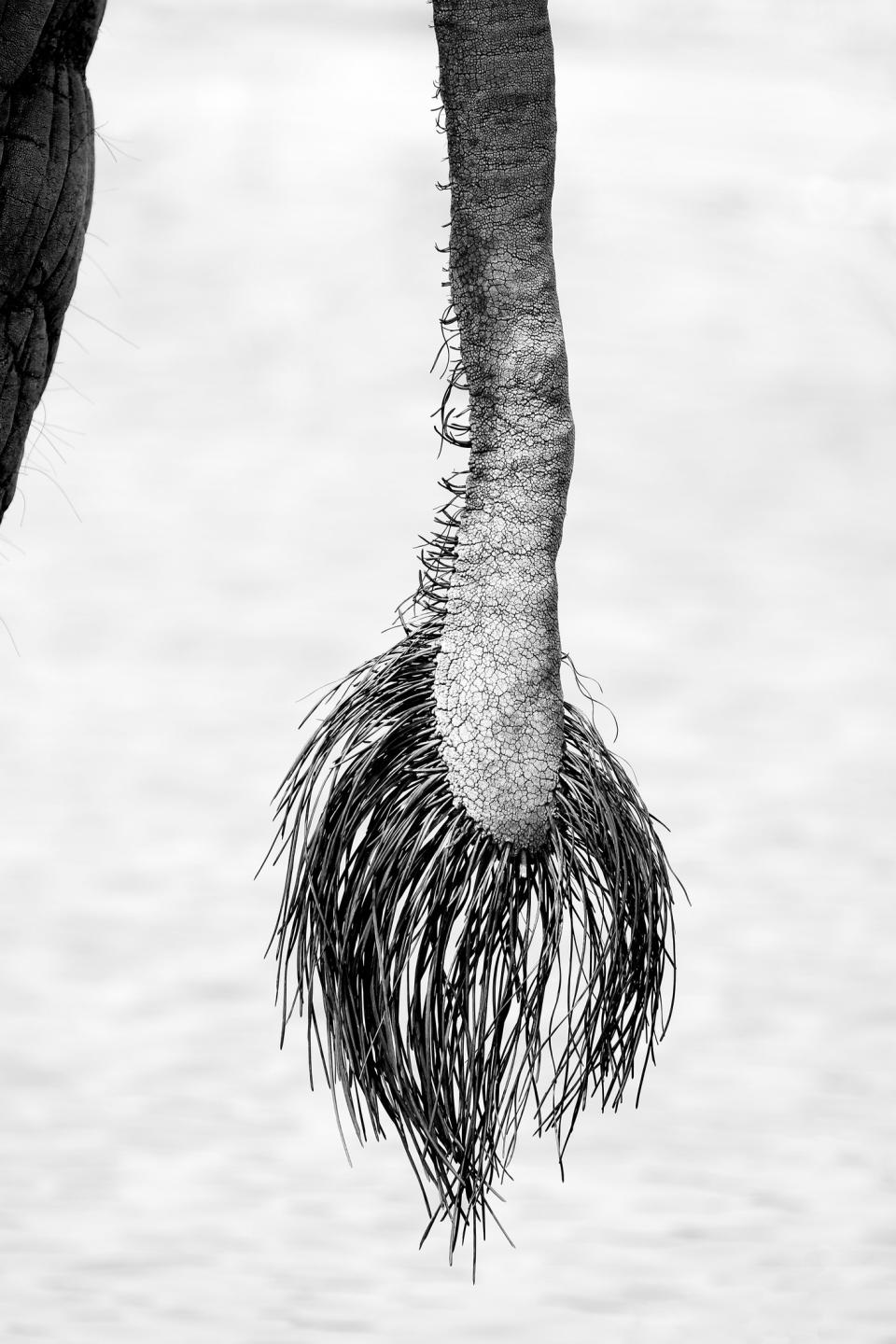 A tail showing many hairs