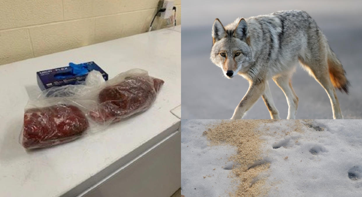 (left) Pile of meat found by the City of Mississauga. (top right) coyote walking on a street. (bottom left) bird feed food on the ground of a forest.
