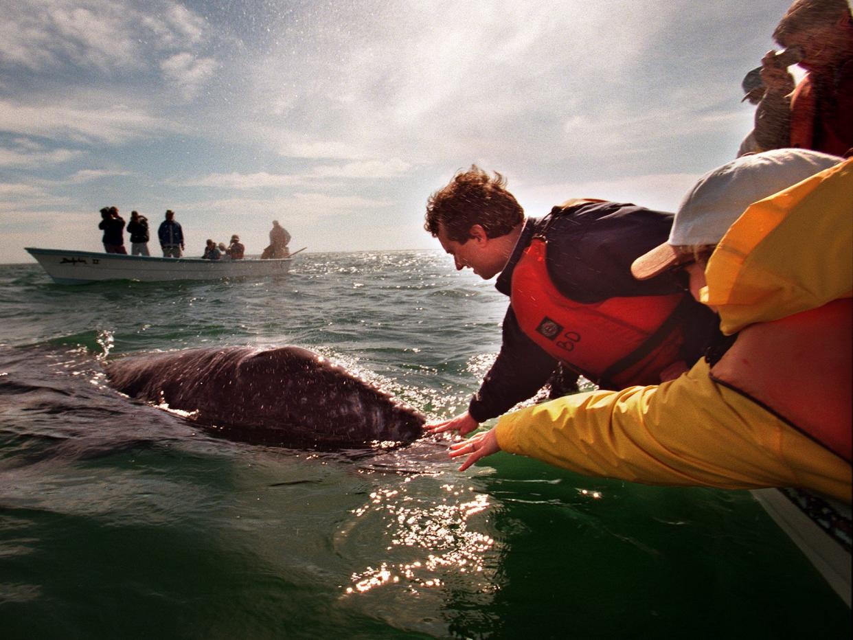 Robert F. Kennedy Jr. petting a whale in Mexico in 1997.