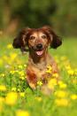 <p>Don't expect the dachshund to be running marathons or swimming laps any time soon thanks to their <a rel="nofollow noopener" href="https://www.womansday.com/life/pet-care/g3227/funny-dogs-grace-chon/" target="_blank" data-ylk="slk:tiny legs;elm:context_link;itc:0;sec:content-canvas" class="link ">tiny legs</a>. But these smart dogs love playing and definitely think they're much bigger than they actually are (just listen to their bark). This breed is the tiny watchdog you never knew you needed - and they'll win over your heart in a second.</p>