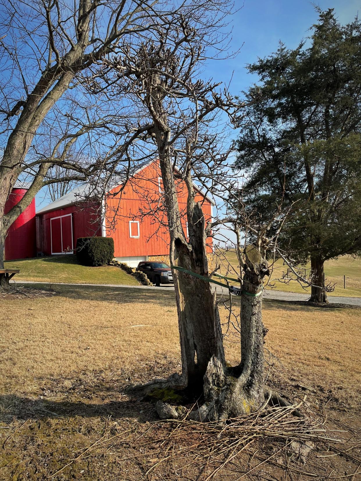 A warm March day led to cleaning up brush and ash trees that have fallen around the farm.