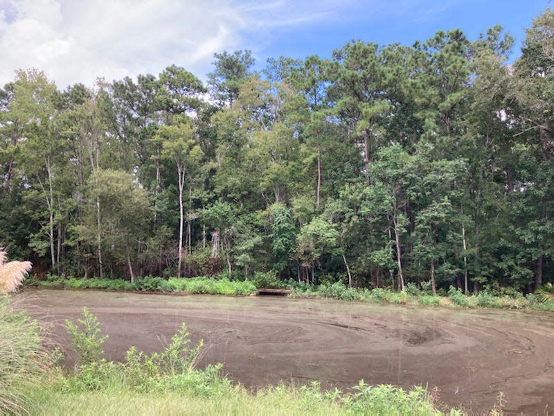 Jacksonville's city-owned Ferngully Preserve sits behind homes on Royal Fern Lane in Mandarin. The North Florida Land Trust has completed fundraising to help the city buy another 4.5-acre parcel to expand the preserve.