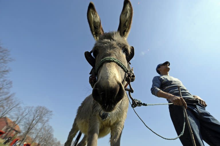 Ein Fahrer eines Kastenwagens ist in Bayern mit zwei Eseln an Bord erwischt worden. Die im Laderaum eingepferchten Tiere machten einen verwahrlosten Eindruck, wie die Polizei in Kempten mitteilte. (Andrej Isakovic)