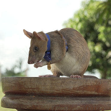 Magawa was awarded a gold medal for sniffing out dozens of landmines in Cambodia. In his seven-year career, he has found nearly 40 of them.  / Credit: People's Dispensary for Sick Animals (PDSA