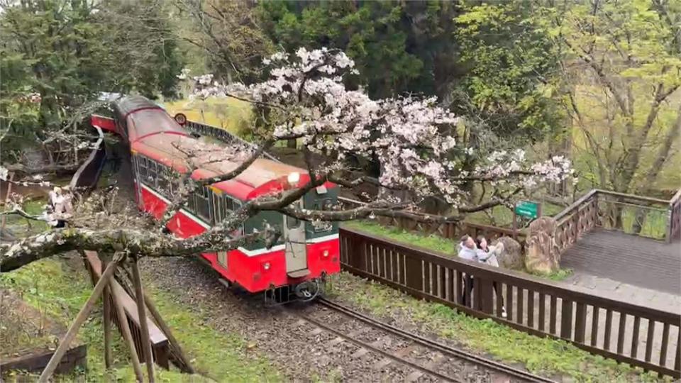 阿里山受鎮宮玄天上帝誕辰　「神蛾」飛來祝壽