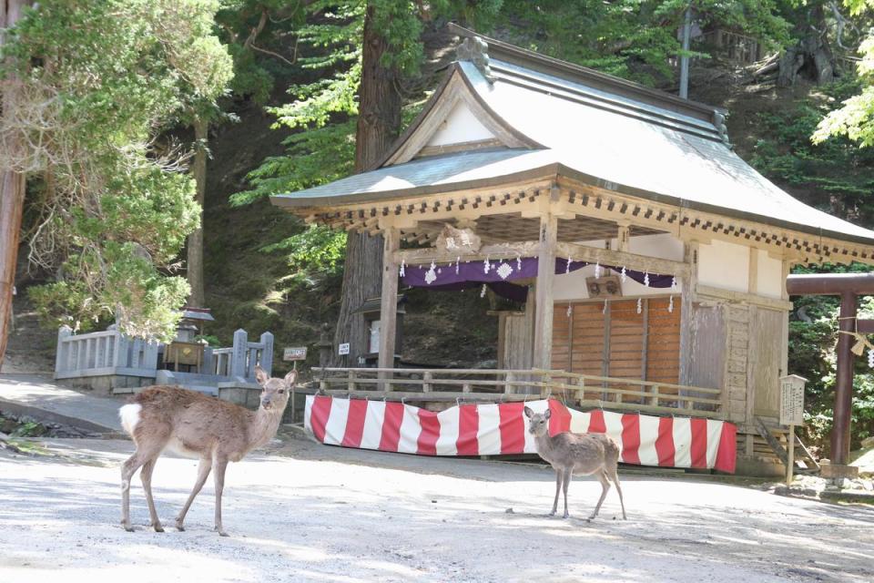 黃金山神社附近有許多鹿群優哉游哉散步。（Visit MIYAGI提供）