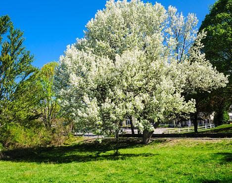 The South Carolina Forestry Commission cautions against planting Bradford pear trees.