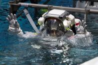 NASA Commercial Crew astronaut Sunita Williams is lowered into the water at NASA's Neutral Buoyancy Laboratory (NBL) training facility near the Johnson Space Center in Houston