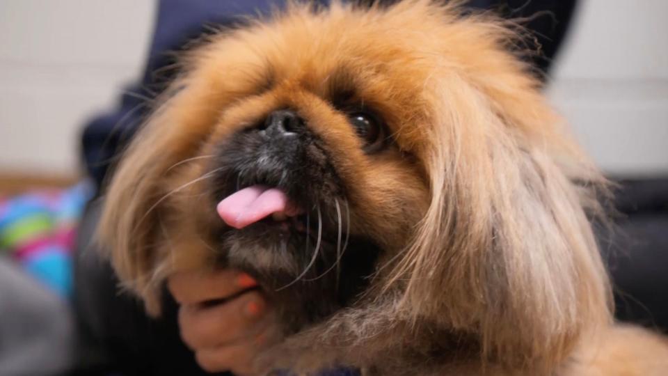 Lukas the Pekingese dog from For the Love of Dogs season 11