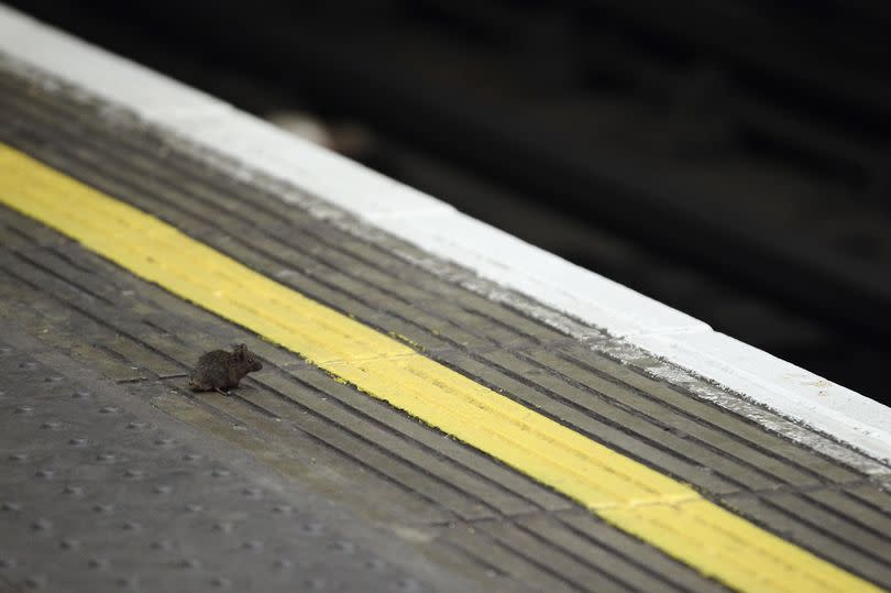 A mouse sits on a platform at a London Underground station on March 5, 2012