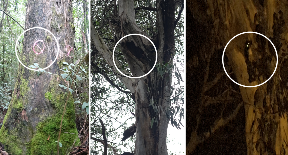 After a tree was marked for removal by FFMV (left), investigators identified a hollow in its branches (centre) and filmed a greater glider living inside (right). Source: WOTCH