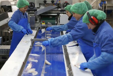 Workers process fillets of lemon sole at the Flatfish processing facility in Grimsby, Britain November 18, 2015. REUTERS/Phil Noble