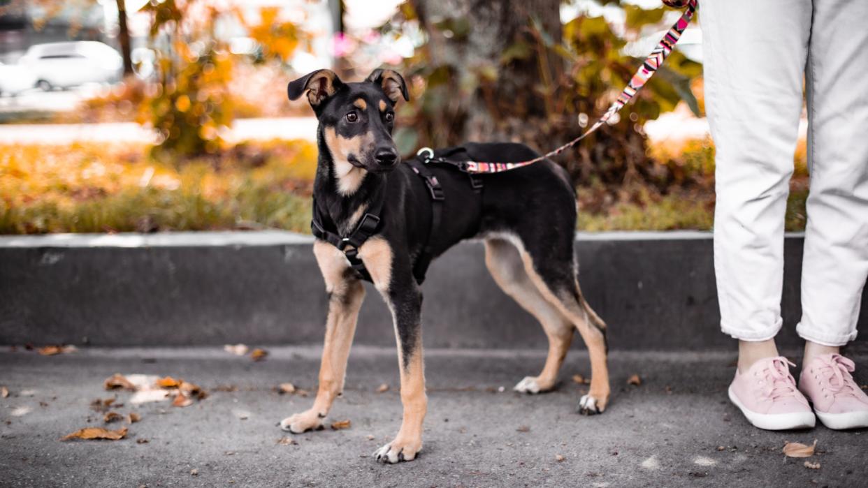  Young puppy on alert while being taken for a walk. 