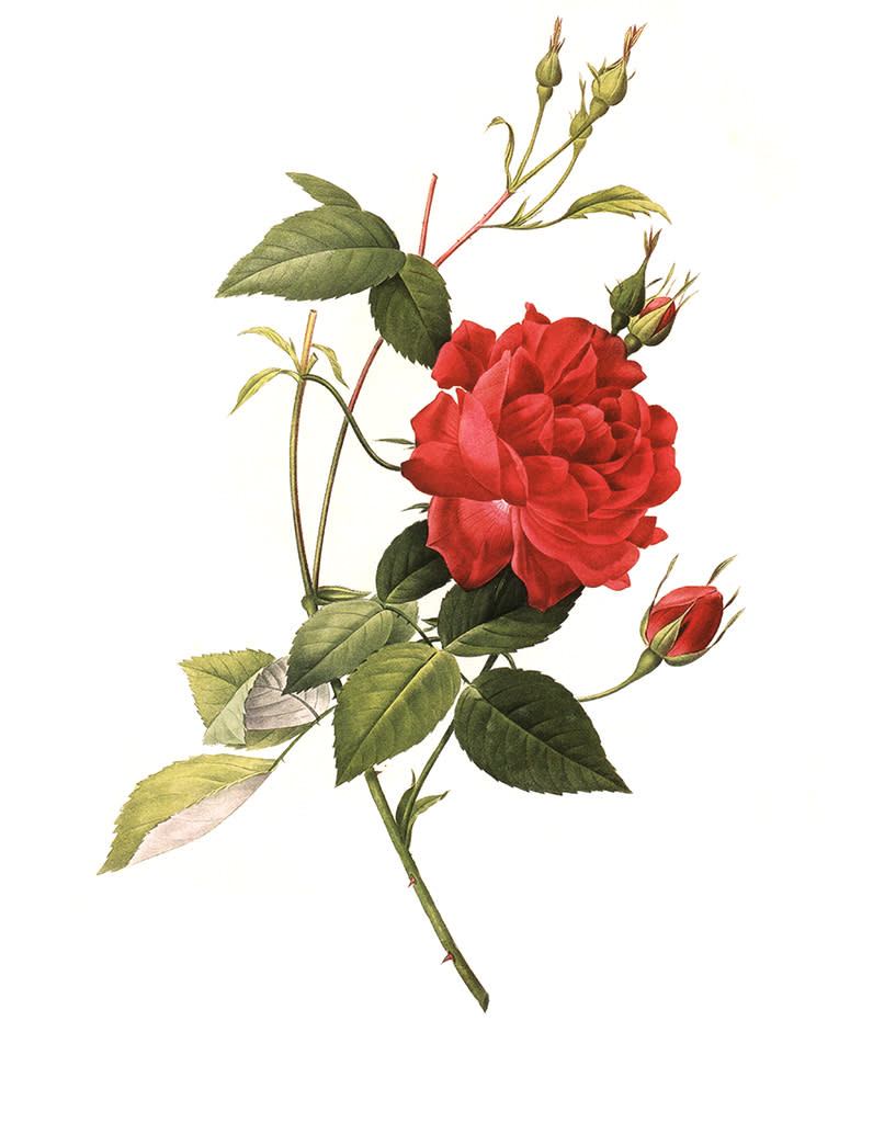 Fleur de naissance juin : la rose