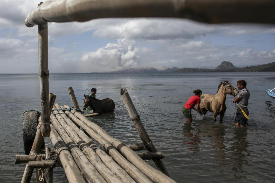 Residentes de la isla filipina de Taal limpian las cenizas de sus caballos tras la erupción de un volcán el 14 de enero del 2020. (AP Photo/Basilio Sepe)