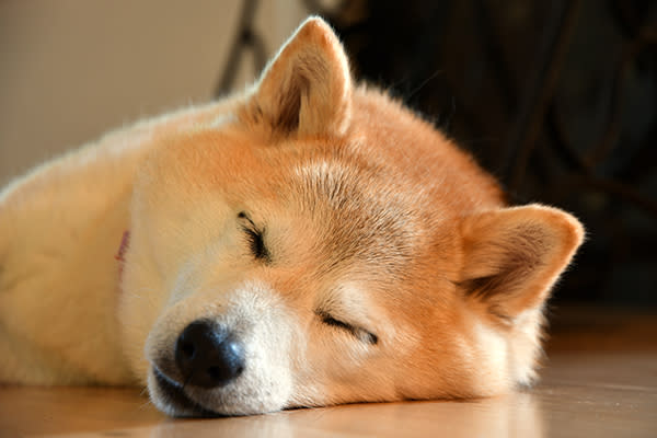 Shiba Inu