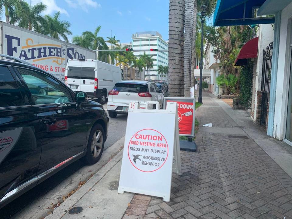 Signs along 41st Street in Miami Beach warn the public that nesting birds may act aggressively. Residents have reported being attacked by birds in recent weeks.