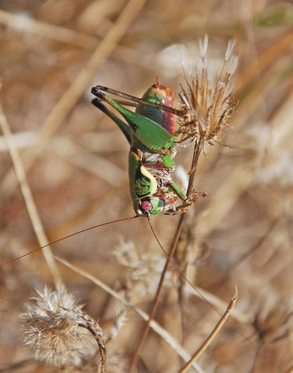 A Eupholidoptera kekrops, or Cecrops bush-cricket.