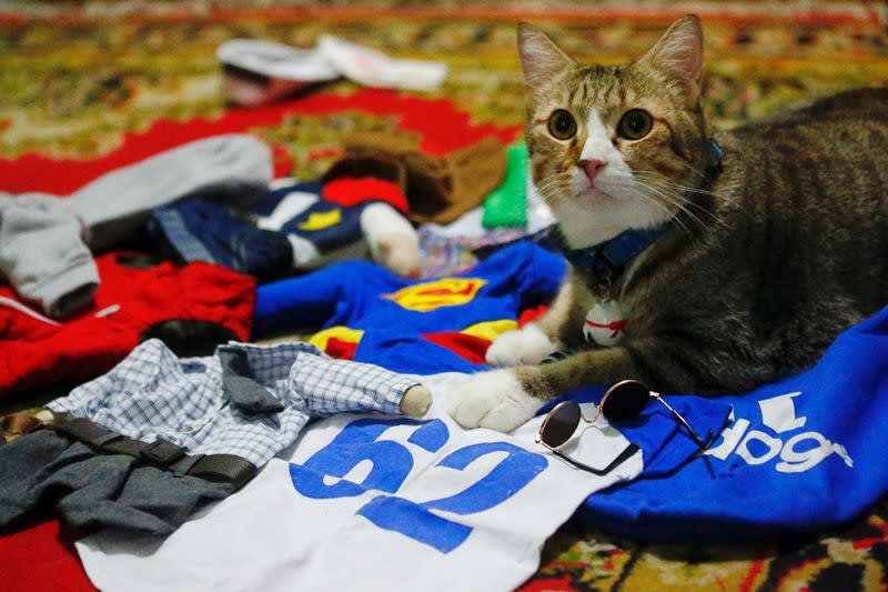 A cat sits among its cosplay costumes in Jakarta