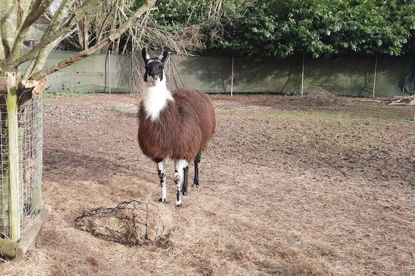 A llama at the Call of the Wild Zoo in South Woodham Ferrers