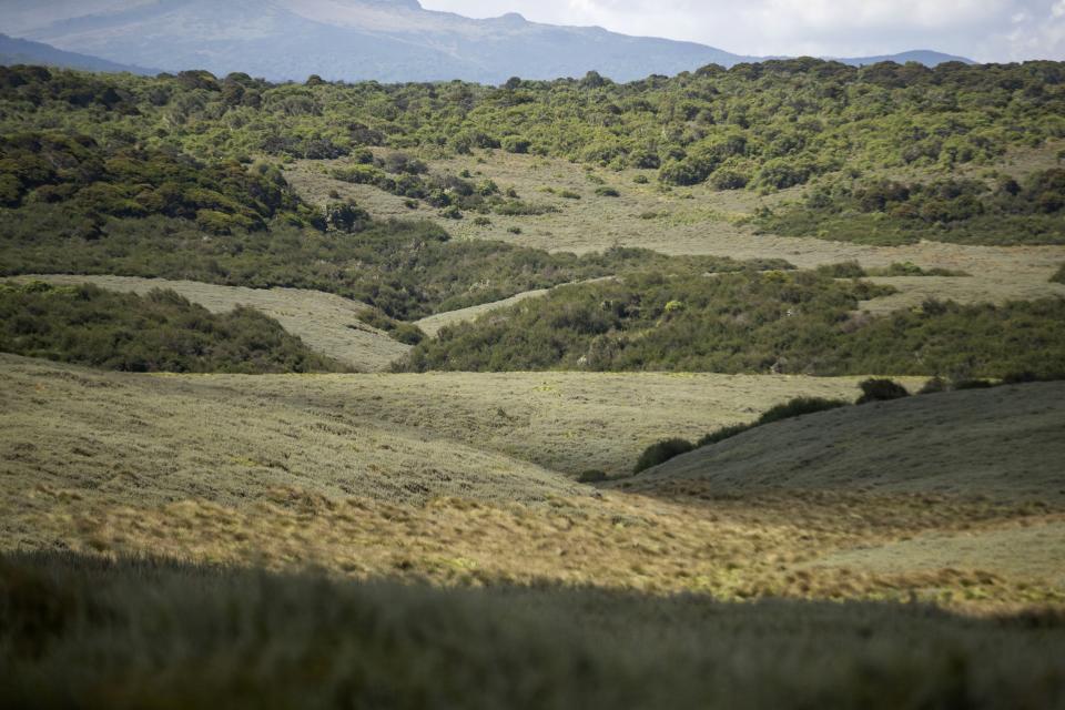 Moorland, a fragile area for water catchment, is visible of Aberdare National Park is visible in Nyeri, Kenya, Jan. 24, 2024. The Kenyan government wants to build a tarmac road to connect two counties through the Aberdare Range and scientists and conservationists say the project would have an irreversible impact on the ecosystem. (AP Photo/Brian Inganga)