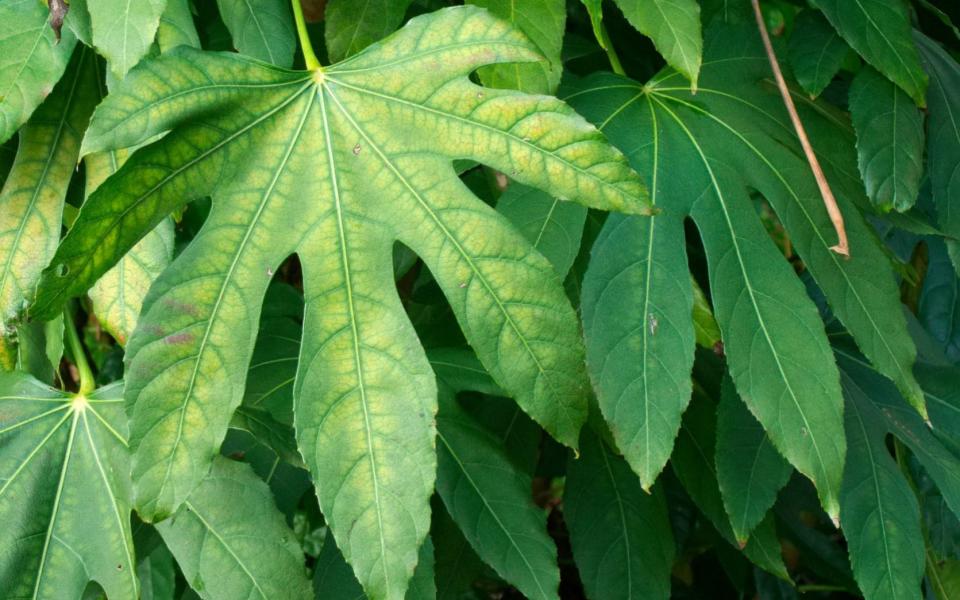 Fatsia polycarpa