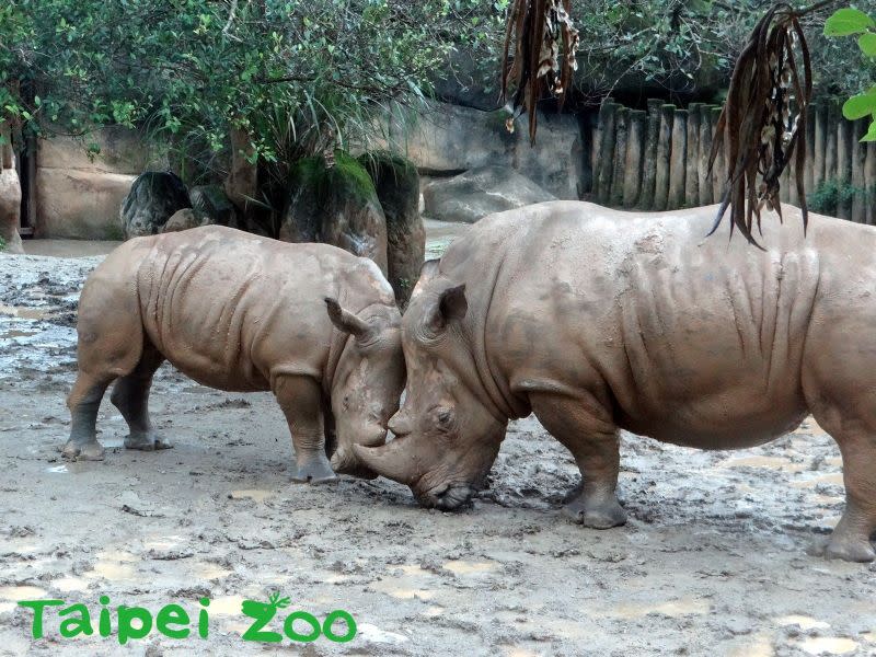 ▲犀牛媽媽與犀牛寶寶。（圖／取自Taipei Zoo臺北市立動物園）