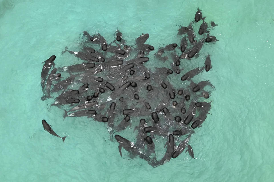 In this photo provided by the Department of Biodiversity, Conservation and Attractions, a pod of long-finned pilot whales gather closely near Cheynes Beach east of Albany, Australia, Tuesday, July 25, 2023, before stranding. Nearly 100 pilot whales stranded themselves on the beach in western Australia and about half had died by Wednesday morning, despite the efforts of wildlife experts and volunteers to save them. (DBCA via AP)