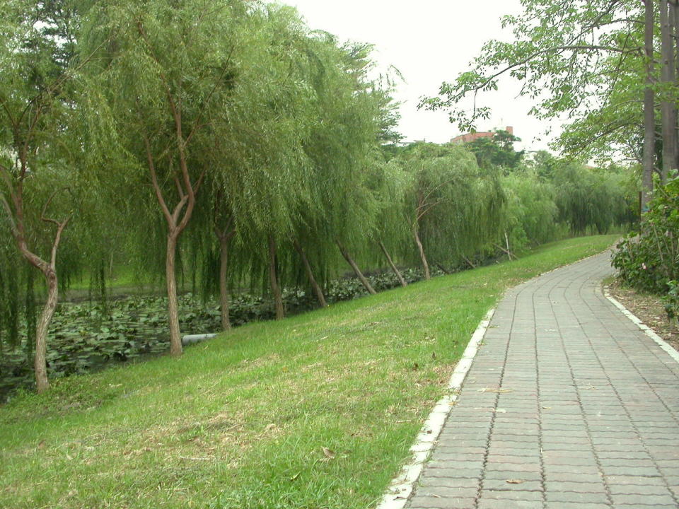 十幾年前台南巴克禮公園的柳樹。圖：淺淺提供