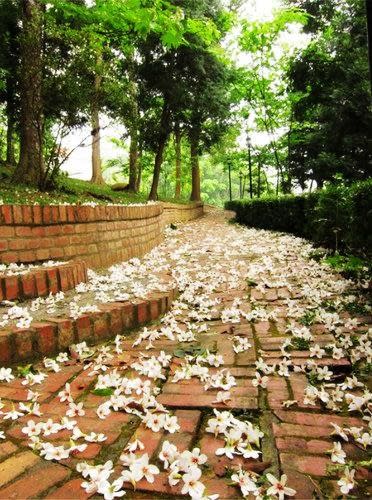 【2012桐花祭】苗栗桐遊浪漫，雪白花毯夢幻景點