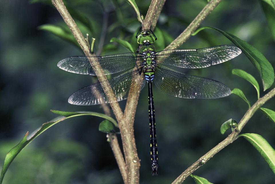 蜻蜓停棲時雙翅平放在身體兩側。（台北市立動物園提供）