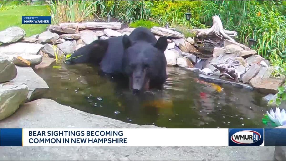 Bear sightings common in New Hampshire