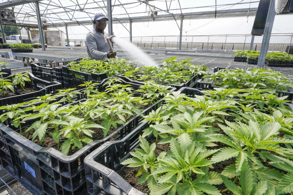FILE - Marijuana plants for the adult recreational market are watered in a greenhouse at Hepworth Farms in Milton, N.Y., on July 15, 2022. A federal judge Thursday, Nov. 10, 2022, has temporarily blocked the state from issuing its first marijuana dispensary licenses in Brooklyn and parts of upstate New York while a challenge to the state's selection process is being considered. (AP Photo/Mary Altaffer, File)
