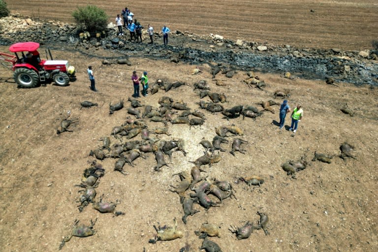 Vue aérienne montrant des animaux morts dans le village de Koksalan après un incendie de forêt dans la province de Diyarbakir, le 21 juin 2024 en Turquie (Mahmut BOZARSLAN)