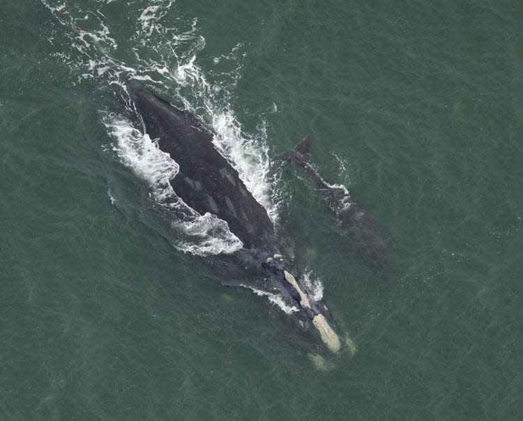 North Atlantic right whale Juno and her newborn calf were first seen in November off the Southeast coast in the Atlantic Ocean. They were seen again in early December. Photo taken under NOAA permit #26919, aboard an aerial survey funded by the Army Corps of Engineers.