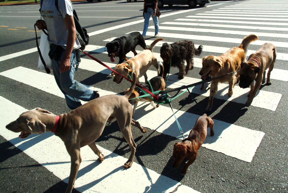 A dog walker crossing a street with multiple dogs