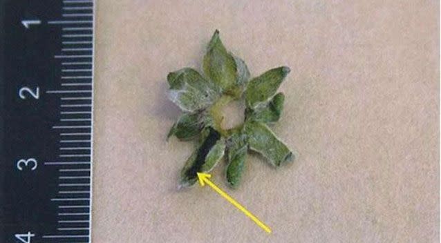 The labeled leaf of a strawberry. It is alleged the doctor laced it with Rohypnol. Photo: Swedish Police Authority